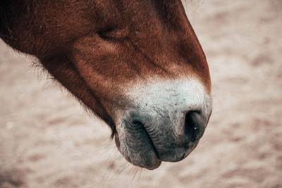 White and brown horse mouth close-up
